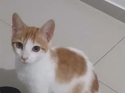 Gato raça SRD-ViraLata idade 2 a 6 meses nome sunny