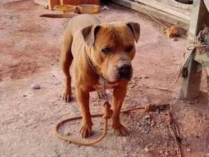 Cachorro raça Pit-Bull idade 2 anos nome Ralf