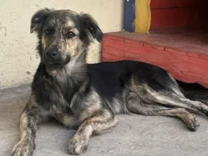 Cachorro raça SRD-ViraLata idade 1 ano nome Jake