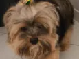 Totó