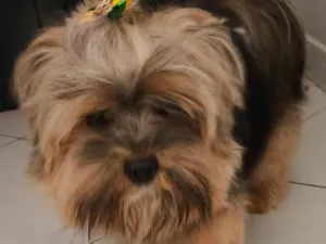 Cachorro raça SRD-ViraLata idade 3 anos nome Totó
