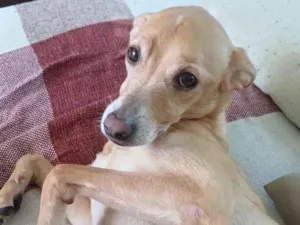 Cachorro raça SRD-ViraLata idade 6 ou mais anos nome Atreus