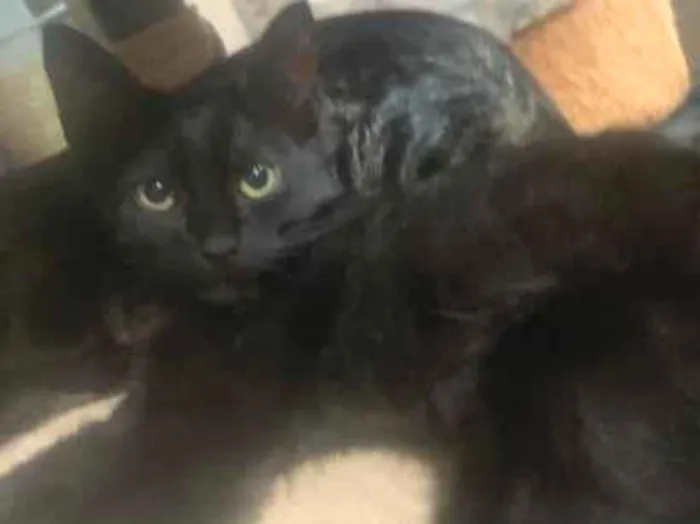 Gato raça SRD-ViraLata idade 2 a 6 meses nome filhote preto 