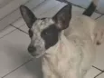 Mel