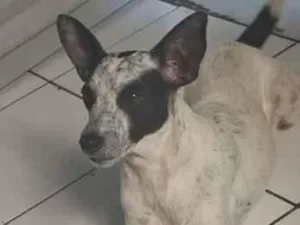 Cachorro raça SRD-ViraLata idade 3 anos nome Mel