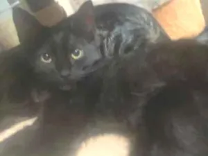 Gato raça SRD-ViraLata idade 2 a 6 meses nome filhote preto 
