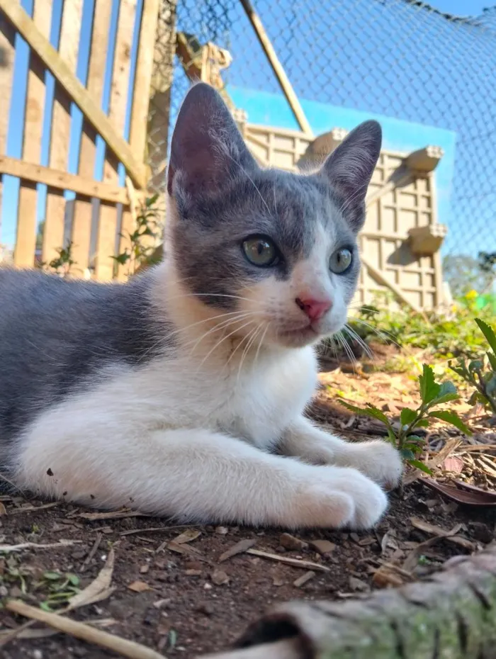 Gato raça SRD-ViraLata idade 2 a 6 meses nome eclipse 