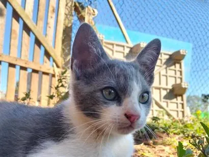 Gato raça SRD-ViraLata idade 2 a 6 meses nome eclipse 