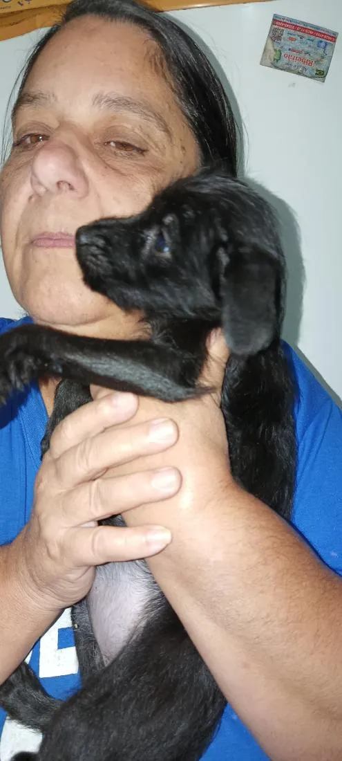 Cachorro raça SRD-ViraLata idade 2 a 6 meses nome não tem nome ainda