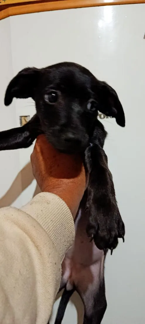 Cachorro raça SRD-ViraLata idade 2 a 6 meses nome não tem nome ainda