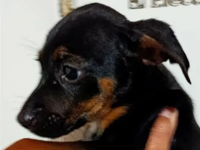 Cachorro raça SRD-ViraLata idade 2 a 6 meses nome não tem nome ainda