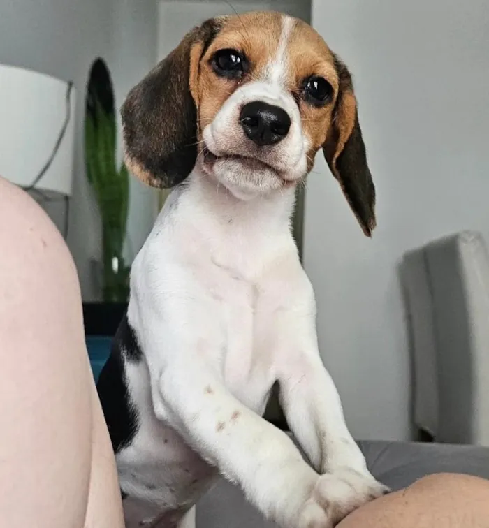 Cachorro raça SRD-ViraLata idade 2 a 6 meses nome Olivia