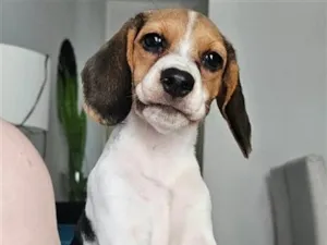 Cachorro raça SRD-ViraLata idade 2 a 6 meses nome Olivia