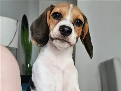 Cachorro raça SRD-ViraLata idade 2 a 6 meses nome Olivia