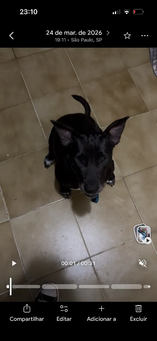 Cachorro raça SRD-ViraLata idade 1 ano nome Valente