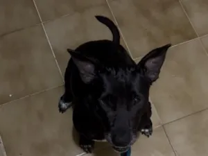 Cachorro raça SRD-ViraLata idade 1 ano nome Valente