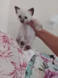 Sem nome ganhei ela hoje e fui descobrir 
