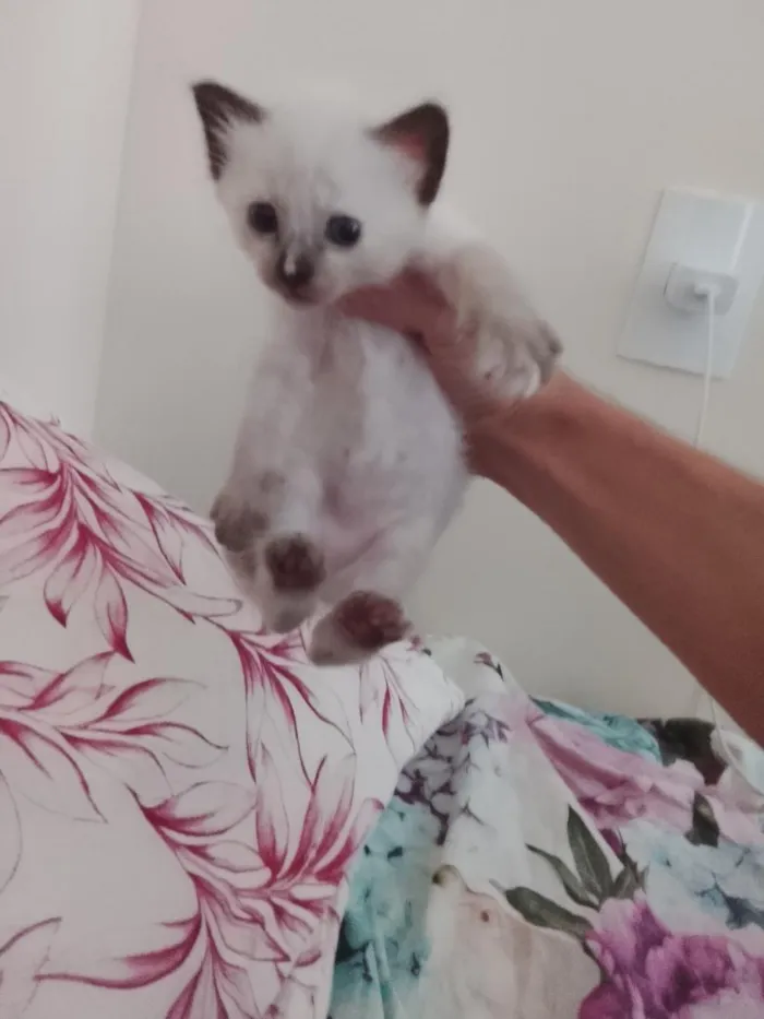 Gato raça Siamês idade Abaixo de 2 meses nome Sem nome ganhei ela hoje e fui descobrir 