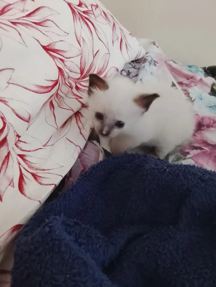 Gato raça Siamês idade Abaixo de 2 meses nome Sem nome ganhei ela hoje e fui descobrir 