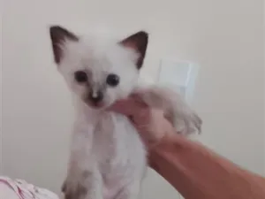 Gato raça Siamês idade Abaixo de 2 meses nome Sem nome ganhei ela hoje e fui descobrir 