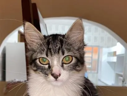 Gato raça SRD-ViraLata idade 2 a 6 meses nome Jade