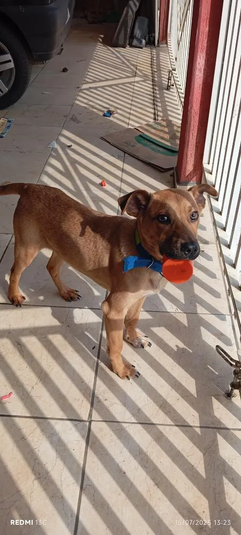 Cachorro raça SRD-ViraLata idade 1 ano nome bebe 