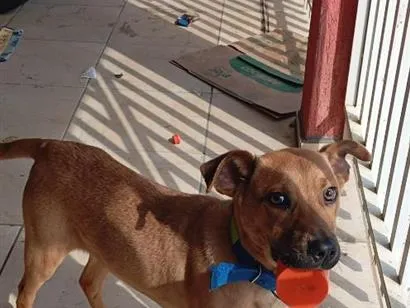 Cachorro raça SRD-ViraLata idade 1 ano nome bebe 