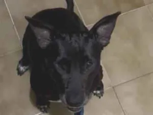 Cachorro raça SRD-ViraLata idade 1 ano nome Valente