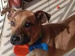 Cachorro raça SRD-ViraLata idade 1 ano nome bebe 