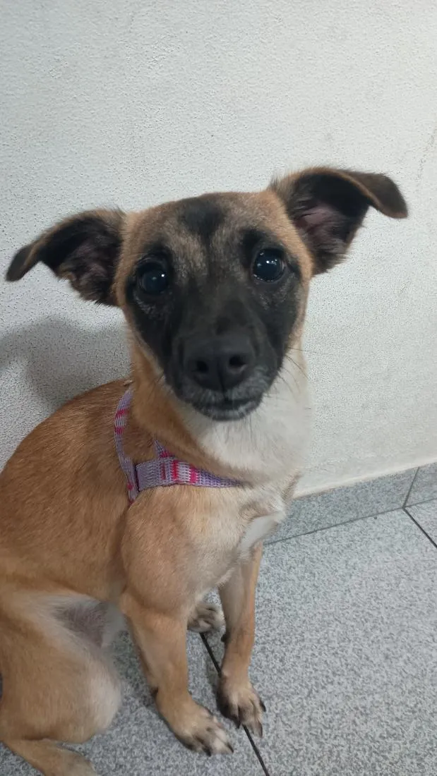 Cachorro raça SRD-ViraLata idade 7 a 11 meses nome Lili
