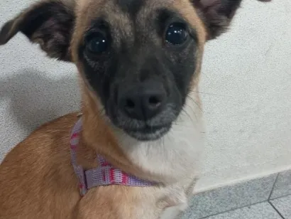 Cachorro raça SRD-ViraLata idade 7 a 11 meses nome Lili
