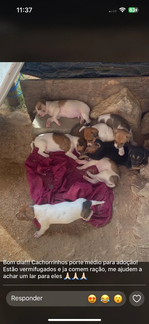 Cachorro raça SRD-ViraLata idade Abaixo de 2 meses nome Filhotes
