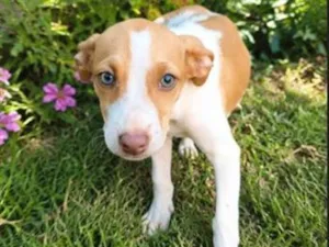 Cachorro raça SRD-ViraLata idade 2 a 6 meses nome Dua Lipa