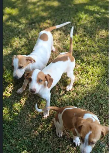 Cachorro raça SRD-ViraLata idade 2 a 6 meses nome Dua Lipa