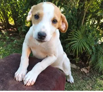 Cachorro raça SRD-ViraLata idade 2 a 6 meses nome Haaland
