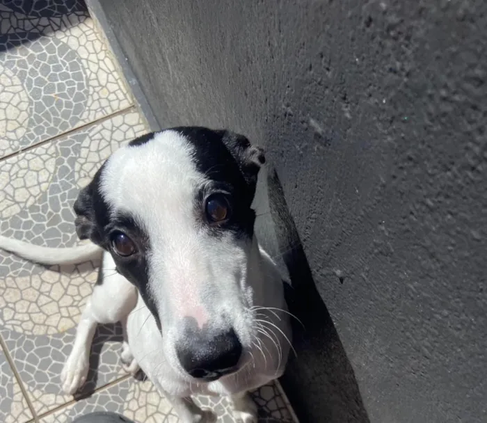 Cachorro raça SRD-ViraLata idade 7 a 11 meses nome Mancha