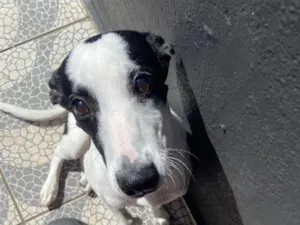 Cachorro raça SRD-ViraLata idade 7 a 11 meses nome Mancha