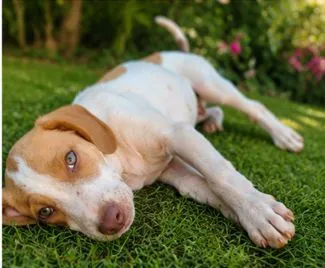 Cachorro raça SRD-ViraLata idade 2 a 6 meses nome Bellingham