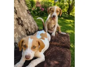 Cachorro raça SRD-ViraLata idade 2 a 6 meses nome Bellingham