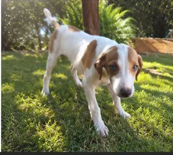 Cachorro raça SRD-ViraLata idade 2 a 6 meses nome Bellingham