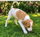 Cachorro raça SRD-ViraLata idade 2 a 6 meses nome Haaland