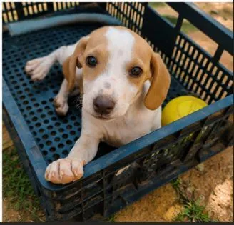 Cachorro raça SRD-ViraLata idade 2 a 6 meses nome Haaland