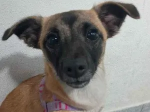 Cachorro raça SRD-ViraLata idade 7 a 11 meses nome Lili