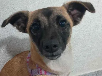 Cachorro raça SRD-ViraLata idade 7 a 11 meses nome Lili
