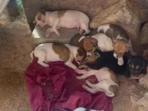 Cachorro raça SRD-ViraLata idade Abaixo de 2 meses nome Filhotes