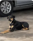 pretinha