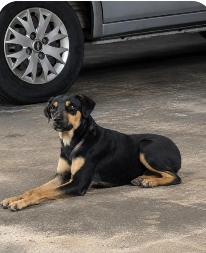 Cachorro raça SRD-ViraLata idade 2 anos nome pretinha