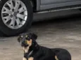 pretinha