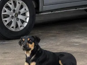 Cachorro raça SRD-ViraLata idade 2 anos nome pretinha