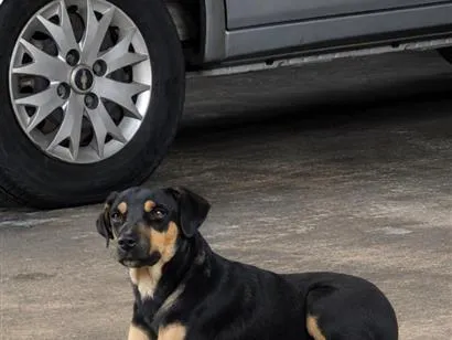 Cachorro raça SRD-ViraLata idade 2 anos nome pretinha